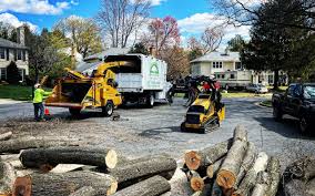 Best Tree Disease Treatment  in Bensley, VA