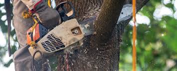 Best Tree Fertilization  in Bensley, VA
