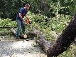 Best Leaf Removal  in Bensley, VA