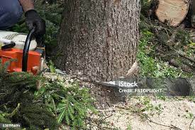 Best Firewood Processing and Delivery  in Bensley, VA