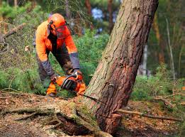  Bensley, VA Tree Services Pros