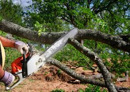 Best Tree Preservation Services  in Bensley, VA