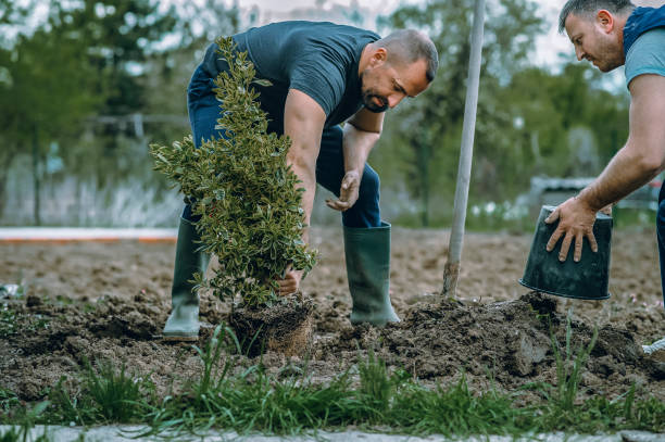 Best Tree Cabling and Bracing  in Bensley, VA