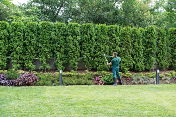 Best Weed Control  in Bensley, VA