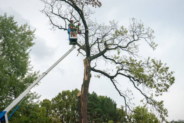How Our Tree Care Process Works  in  Bensley, VA