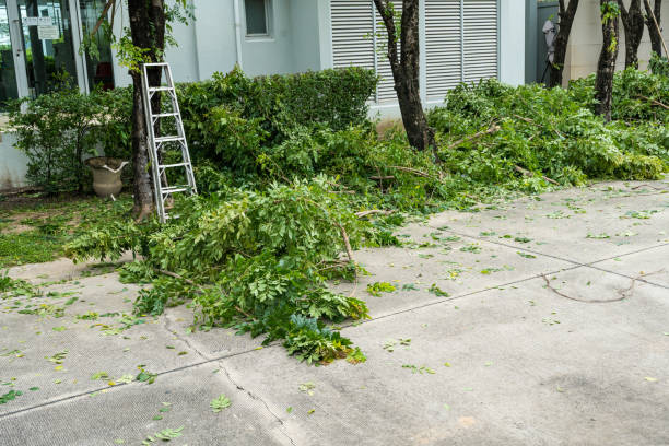 Best Commercial Tree Services  in Bensley, VA