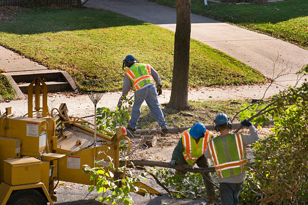 Best Emergency Tree Removal  in Bensley, VA