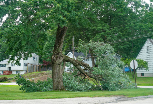 Best Hazardous Tree Removal  in Bensley, VA