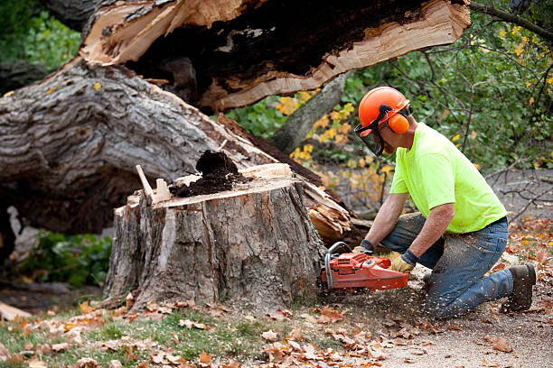 Best Storm Damage Tree Cleanup  in Bensley, VA