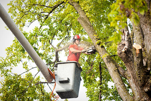 Best Stump Grinding and Removal  in Bensley, VA