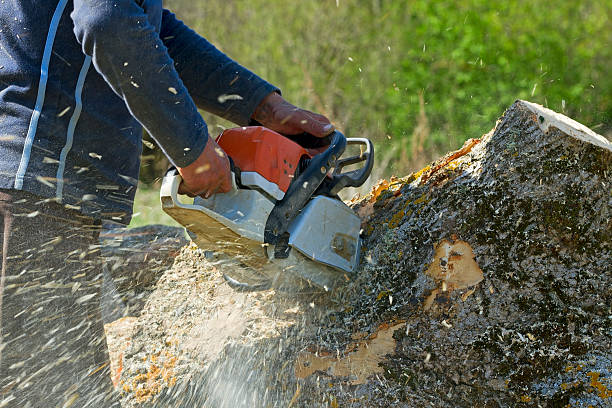 Best Organic Lawn Care Solutions  in Bensley, VA