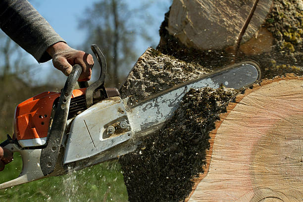 Best Pest Control for Lawns  in Bensley, VA