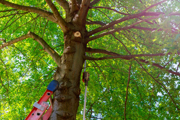 Best Tree and Shrub Care  in Bensley, VA